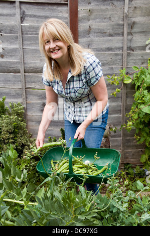 Caucasian woman picking home grown broad beans in garden in Bristol, UK Stock Photo