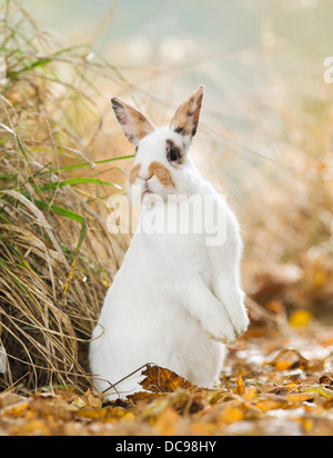 Netherland Dwarf rabbit sitting on its haunches in dry autumn leaves Stock Photo
