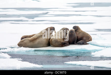 walruses on drift ice, odobenus rosmarus