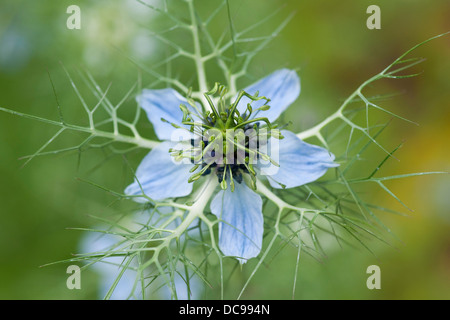 Love-in-a-Mist or Ragged Lady (Nigella damascena), flower, garden plant, native to the Mediterranean Stock Photo