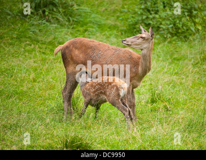 Red Deer (Cervus elaphus), hind suckling fawn on a meadow, captive Stock Photo
