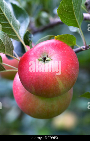 Malus domestica. Apple 'Discovery' growing in an English Orchard. Stock Photo