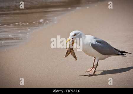 Herring Gull (Larus argentatus) trying to eat a starfish Stock Photo