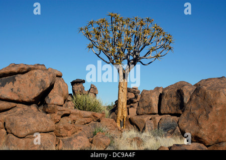Quiver Tree or Kokerboom (Aloe dichotoma) and rock formations at the 'Giants' Playground' Stock Photo