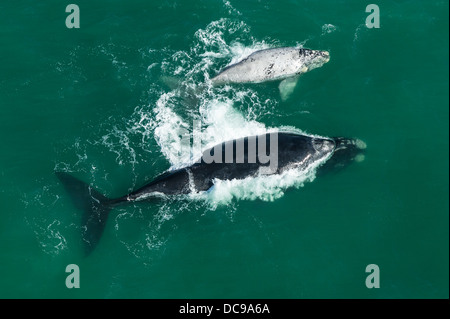 An aerial view of whales swimming in sea Stock Photo - Alamy