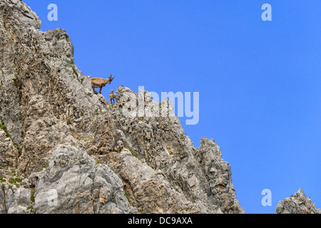 Alpine Ibex or Steinbock (Capra ibex), female with young Stock Photo
