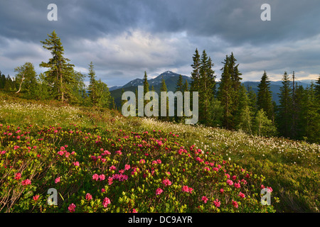 Naunz in summer, Snow-rose or Rusty-leaved Alpenrose (Rhododendron ferrugineum) and Cotton Grass (Eriophorum sp.) in front of Stock Photo