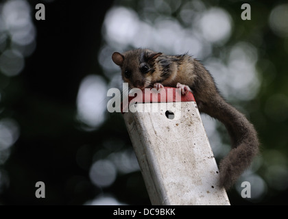 edible dormouse or fat dormouse Stock Photo