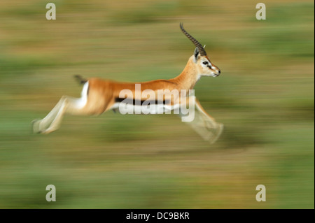 Thomson's Gazelle (Eudorcas thomsonii), running Stock Photo