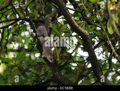 edible dormouse or fat dormouse Stock Photo