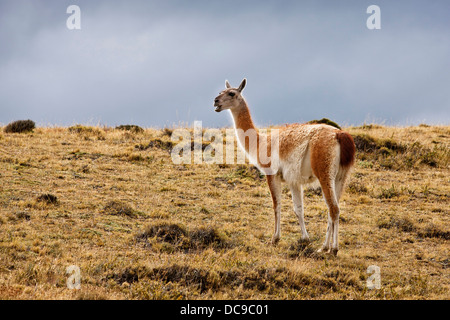 Alpaca (Vicugna pacos) Stock Photo
