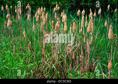 Lesser Bulrush or Narrowleaf Cattail (Typha angustifolia), flowering, clotted together by rain Stock Photo