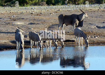 Plains Zebras or Burchell's Zebras (Equus quagga) and a Common Eland or Eland Antilope (Taurotragus oryx) Stock Photo
