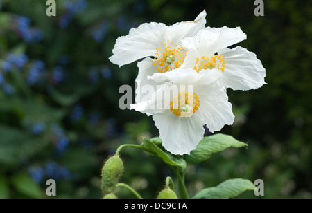 Delicate white flowers of the Himalayan poppy or meconposis Stock Photo