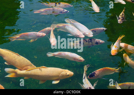 Koi Carps (Cyprinus carpio) in the holy spring of Pura Tirta Empul spring sanctuary Stock Photo