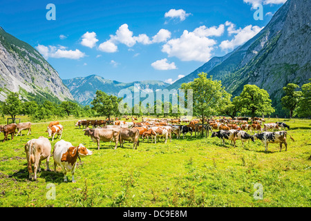 Herd of cows in a valley in the Austrian Alps Stock Photo