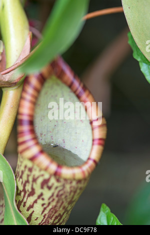 Pitcher Plant: Nepenthes spectabilis x ventricosa. Showing fluid in pitcher. Stock Photo