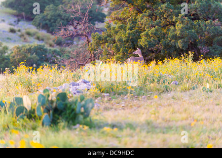 Southwest Texas nature landscape with whitetail deer (Odocoileus virginianus) doe and Prickly Pear cactus bush in warm evening l Stock Photo