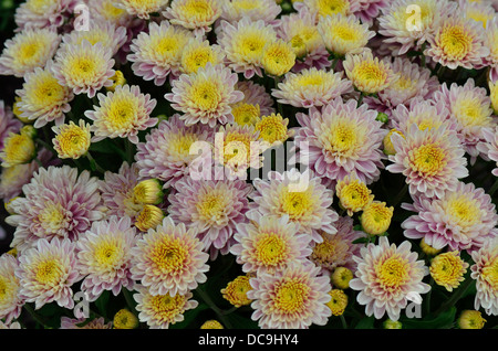 Pale yellow pink chrysanthemum flowers Stock Photo