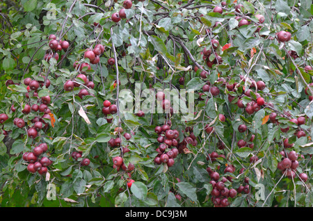 Crab apple tree with young fruits Malus purpurea Stock Photo