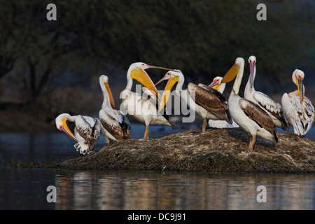 Great White Pelicans ( Pelecanus onocrotalus ) India. Stock Photo