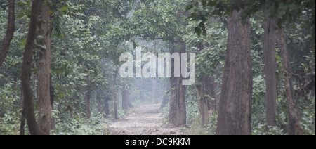 Distant view of a tiger walking on a road in sal forest in Bardia National Park, Nepal Stock Photo