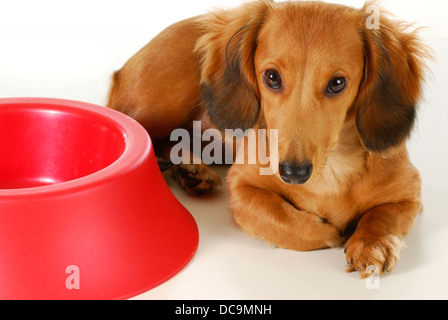dog waiting to be fed - long haired dachshund laying beside empty bowl on white background Stock Photo