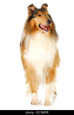 rough collie standing isolated on white background - 2 years old Stock Photo