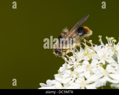Bumblebee mimic Hoverfly feeding on nectar Stock Photo