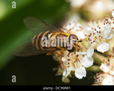 Volucella inanis hoverfly Stock Photo