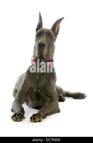 great dane wearing collar isolated on white background Stock Photo