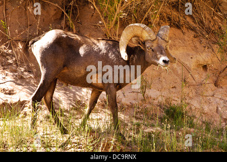 Grand Canyon National Park, Arizona. Big Horn sheep, male (Ovis canadensis). Stock Photo