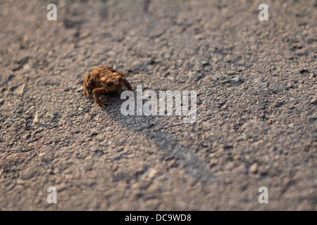 Small frog on a road Stock Photo