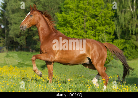Bavarian Warmblood. Chestnut adult trotting on a meadow