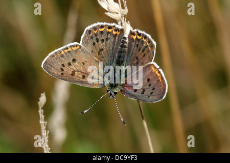 Detailed macro image of a rare Male sooty copper butterfly (Lycaena tityrus) Stock Photo