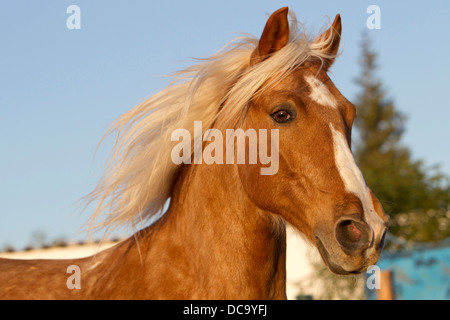 Barb Horse. Portrait of a Palomino Stock Photo