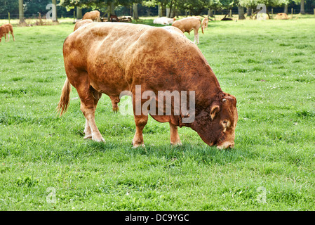 Old brown bull grazing on green grass pasture Stock Photo