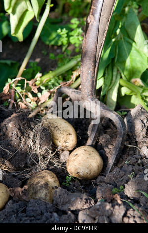 Large garden fork being used to dig up new potatoes, taken in garden in Bristol Stock Photo