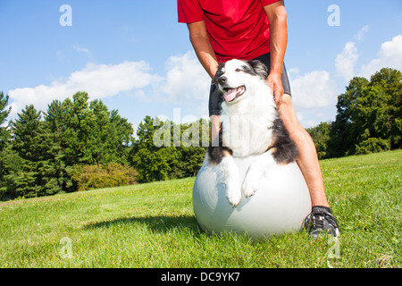 dog owner helps his dog with stretching tecniques on a Yoga ball in the park.  Great for maintaining flexibility in older dogs. Stock Photo