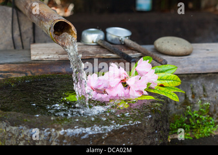 Japanese water basin, called a tsukubai, fed by a bamboo water pipe, or kakei. Pink rhododendron flowers float in the water. Stock Photo