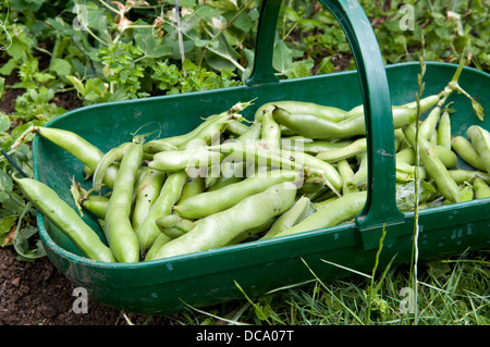 Freshly picked home grown broad beans in basket in garden in Bristol, UK Stock Photo