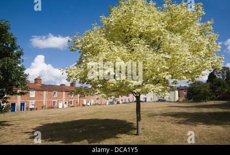 Historic buildings houses Mistley Essex England Stock Photo