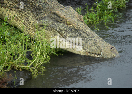 A Nile Crocodile entering the water Stock Photo