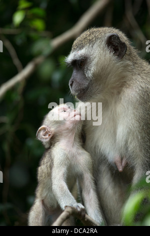 A female Green Monkey with her baby Stock Photo