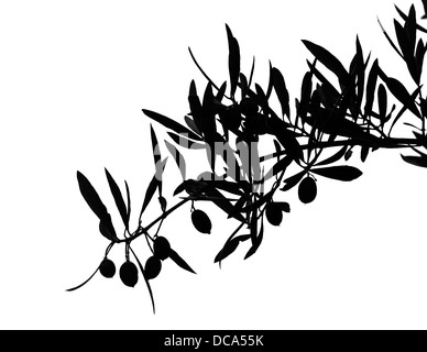 Black silhouette of olives on branch isolated on white Stock Photo