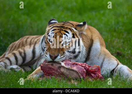 Amur Tiger (panthera tigris altaica) feeding Stock Photo