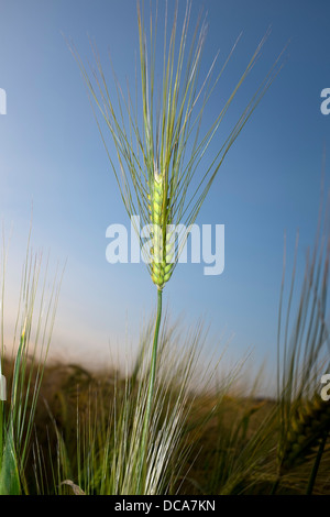 Stalks of Wheat in Field at Dusk Stock Photo