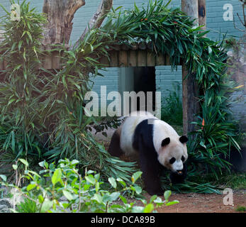 Edinburgh Zoo, 14th August 2013 Yang Guang, Edinburgh Zoo’s male giant panda, 10th Birthday celebration with bamboo structure covered in honey in the shape of the figures. Stock Photo