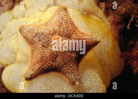 Asterina Star Fish