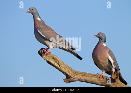Wood Pigeons Columba palumbus pair perched about to fight Stock Photo